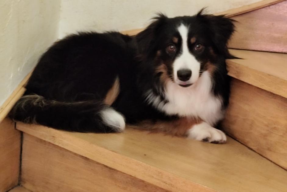 Alerte Disparition Chien Mâle , 1 ans Chanteloup-en-Brie France Alerte Disparition Chien Mâle , 1 ans Chanteloup-en-Brie France