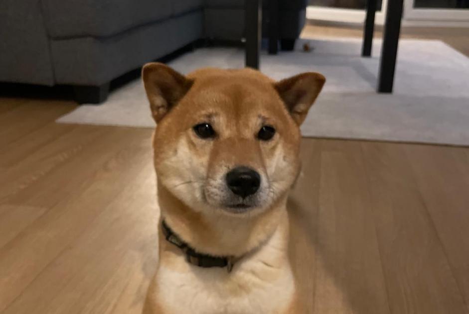 Alerte Disparition Chien  Mâle , 6 ans Torcy France